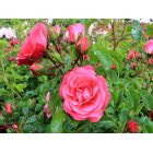 Bodendeckerrosen