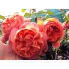 Englische Rosen
