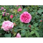 Historische Rosen