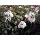 Ramblerrosen