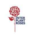 Innovation in rose breeding