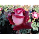 Delbard-Rosen aus Frankreich