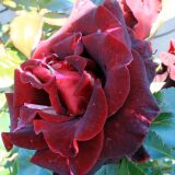 Black Baccara &reg; Edelrose