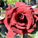 Black Baccara &reg; Edelrose