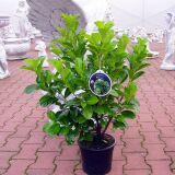 Edel - Kirschlorbeer Etna ® Containerpflanzen 60-80 cm