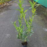 Kirschlorbeer Caucasica Containerpflanzen 100-120 cm