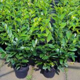 Kirschlorbeer Novita Containerpflanzen 80-100 cm