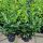 Kirschlorbeer Novita Containerpflanzen 100-120 cm