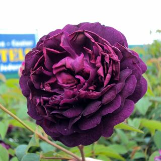 Gallica LEveque Historische Rose