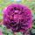 Gallica LEveque Historische Rose