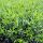 Kirschlorbeer Caucasica Containerpflanzen 60-80 cm