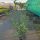 Kirschlorbeer Caucasica Containerpflanzen 160-180 cm