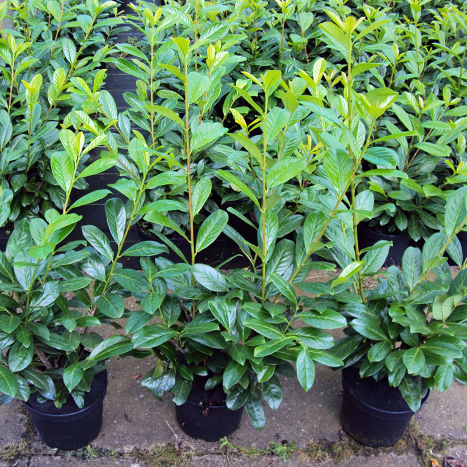 Gartencenter Bartels, Kirschlorbeer Novita € 8,00 | Hecke