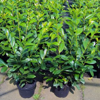 ichthus philodendron Philodendron verrucosum Panther