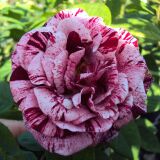 Ferdinand Pichard Historische Rose