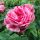 Ferdinand Pichard Historische Rose