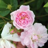 Paul`s Himalayan Musk Ramblerrose