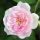 Paul`s Himalayan Musk Ramblerrose