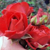 Paul`s Scarlet Climber Ramblerrose