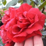 Paul`s Scarlet Climber Ramblerrose