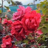 Paul`s Scarlet Climber Ramblerrose