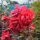 Paul`s Scarlet Climber Ramblerrose