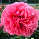 Rosarium Uetersen &reg; Kletter-Strauchrose