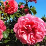 Rosarium Uetersen &reg; Kletter-Strauchrose