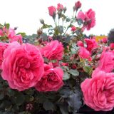 Rosarium Uetersen ® Kletter-Strauchrose