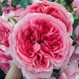 Rosarium Uetersen ® Kletter-Strauchrose