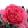 Rosarium Uetersen ® Kletter-Strauchrose