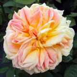 Alchymist &reg; Ramblerrose