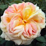 Alchymist &reg; Ramblerrose