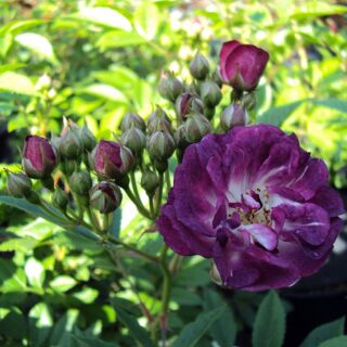 Perennial Blue ® Ramblerrose
