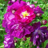 Perennial Blue ® Ramblerrose