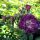 Perennial Blue ® Ramblerrose