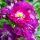 Perennial Blue ® Ramblerrose