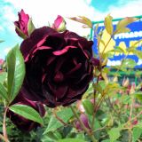 Burgundy Ice Strauchrose