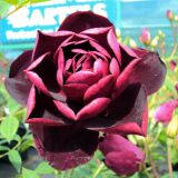 Burgundy Ice Strauchrose