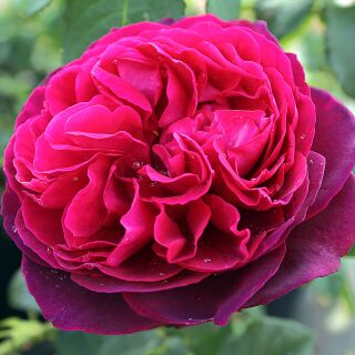 Astrid Gräfin von Hardenberg ® Strauchrose