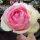 Eden Rose 85 ® Strauchrose