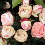 Mini Eden Rose ® Kletterrose