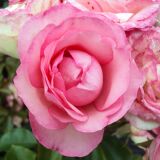 Mini Eden Rose ® Kletterrose