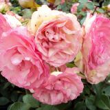 Mini Eden Rose ® Kletterrose