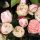 Mini Eden Rose ® Kletterrose