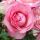 Mini Eden Rose ® Kletterrose