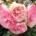 Mini Eden Rose ® Kletterrose