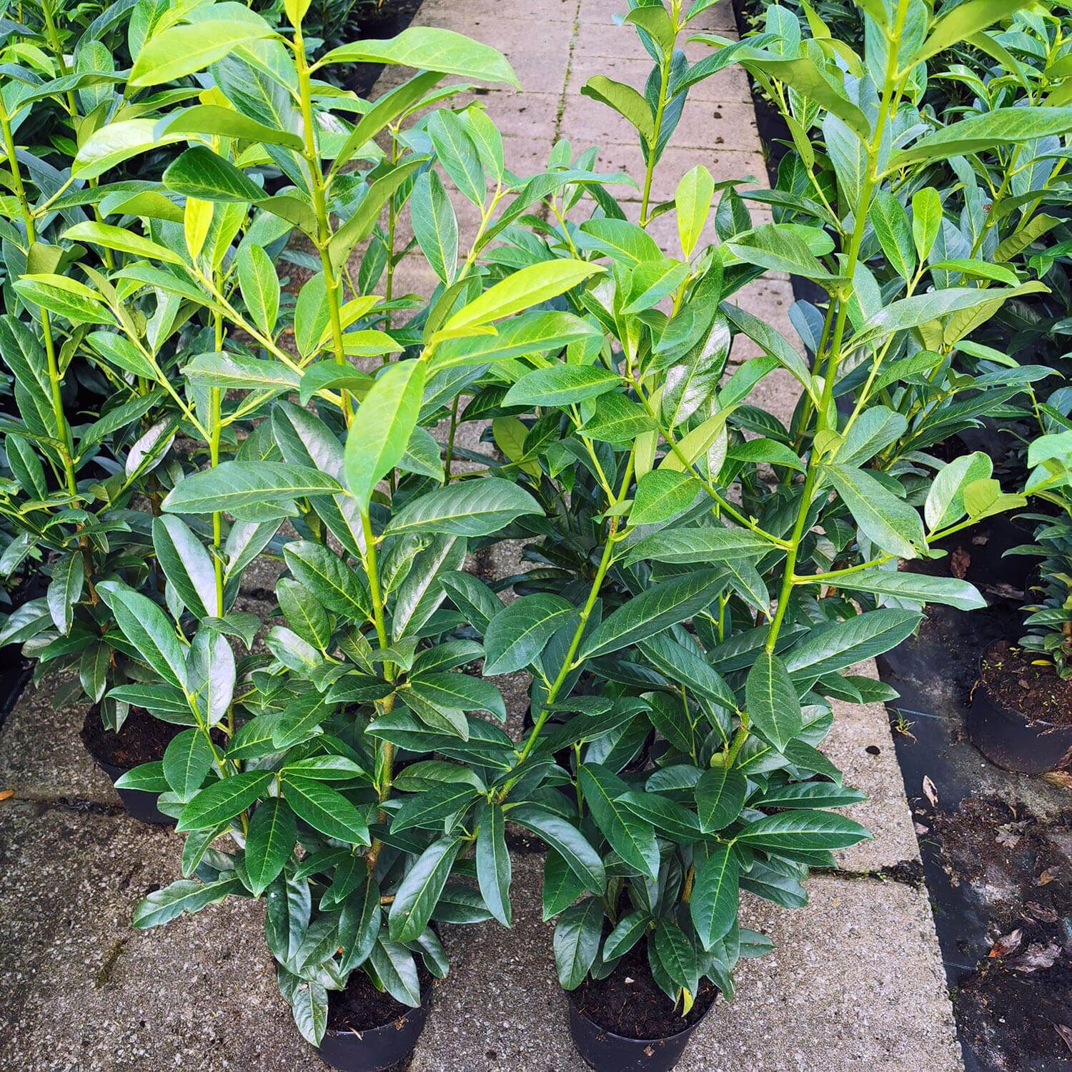 Kirschlorbeer Genolia ® Hecke | Gartencenter Bartels, 14,90
