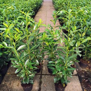 Kirschlorbeer Genolia  Hecke | Gartencenter Bartels, 13,00