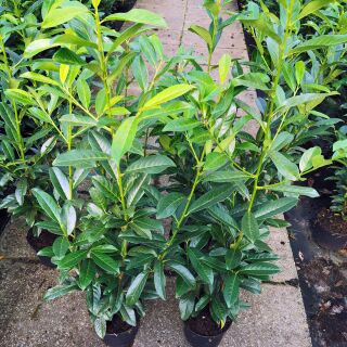 Kirschlorbeer Genolia  Hecke | Gartencenter Bartels, 13,00